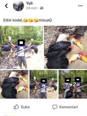 Screen shoot facebook yang memperlihatkan dua burung Julang Sulawesi yang mati akibat Perburuan Liar di Kolonodale, Morowali Utara Sulawesi Tengah. 