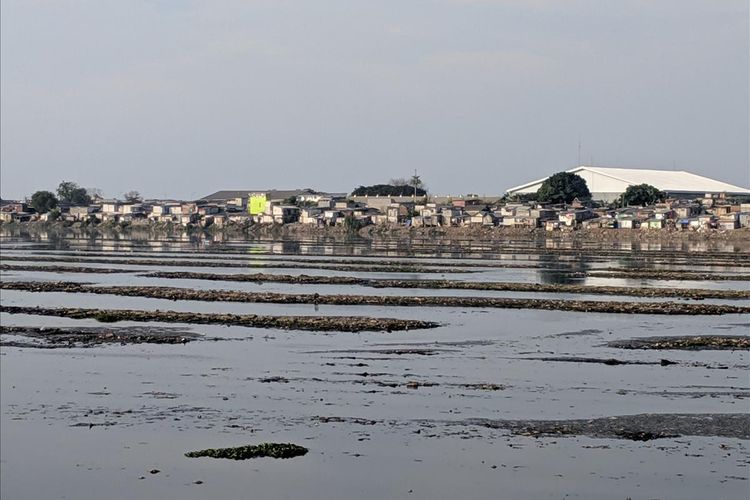 Air Waduk Pluit yang menyusut akibat musim kemarau pada Senin (10/6/2019).