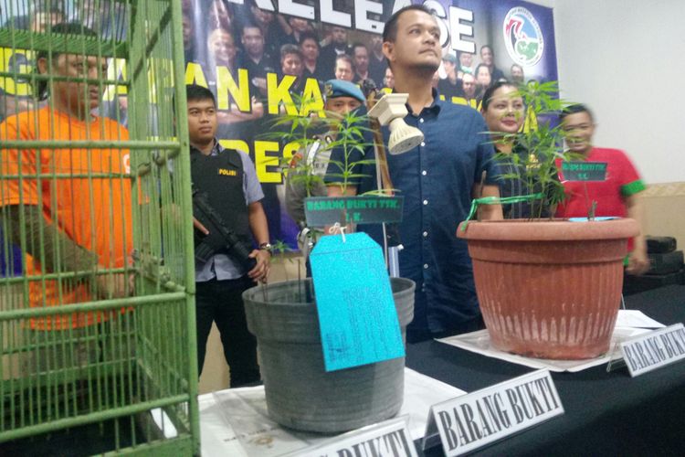 Kasat Reserse Narkoba Polrestabes Bandung, AKBP Irfan Nurmansyah, tengah memperlihatkan barang bukti tanaman ganja yang ditanam tersangka EK di rumahnya.