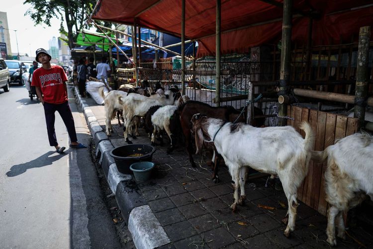 Pedagang memanfaatkan trotoar untuk berjualan hewan kurban di Jalan KH Mas Mansyur, Tanah Abang, Jakarta Pusat, Rabu (7/8/2019). Kambing yang didatangkan dari daerah di Jawa Tengah tersebut ditawarkan antara Rp 2,5 juta hingga Rp 6,5 juta, tergantung beratnya kambing.