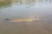 Ecoton: Ada yang Sengaja Lepas Ikan Arapaima ke Sungai Brantas