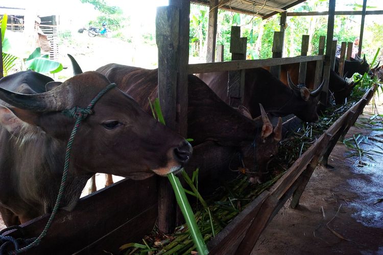 Sapi milik peternak Basri. Memastikan kesehatan sapi untuk kurban aman dari penyakit menular, Dinas Peternakan Kabupaten Nunukan memperketat pemeriksaan kesehatan sapi kurban.