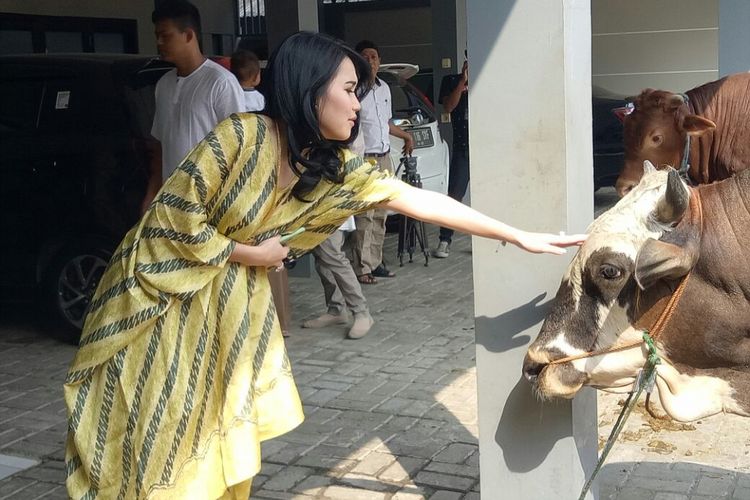 Ayu Ting Ting saat mencoba memegang sapi yang dikurbankannya pada hari raya Idul Adha, di rumahnya, Depok, Jawa Barat, Jumat (1/8/2017).