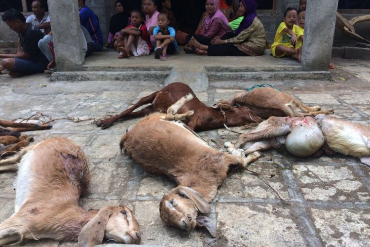 Tujuh Kambing Milik Suraji diletakkan di Halaman Rumahnya