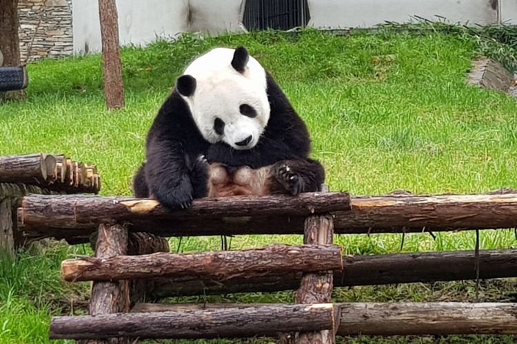 Panda yang akan dipindahkan habitatnya ke Indonesia. Panda ini diambil dari Wolong Panda Base, China.