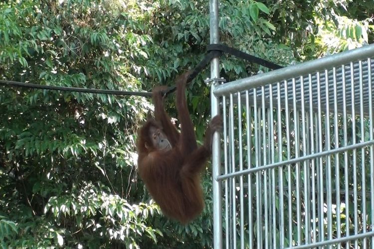 Diana, orangutan remaja berusia 9 tahun dilepasliarkan kembali, setelah menjalani perawatan akibat menderita sakit, dari stasiun re-introduksi orangutan Jantho,, Aceh Besar, Jumat (22/12/2017).