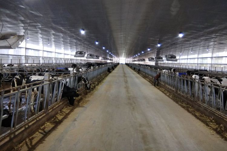 Peternakan sapi perah terbesar di Indonesia seluas 172 hektar yang dibuka di Wlingi, Blitar, Jawa Timur pada Selasa (6/2/2018).