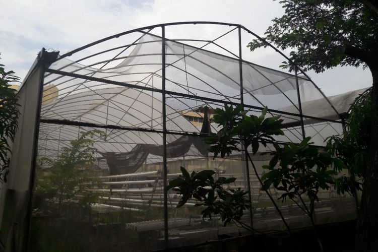 Jaring tipis yang menyelimuti greenhouse di Rusun Marunda tampak bolong di beberapa bagian.