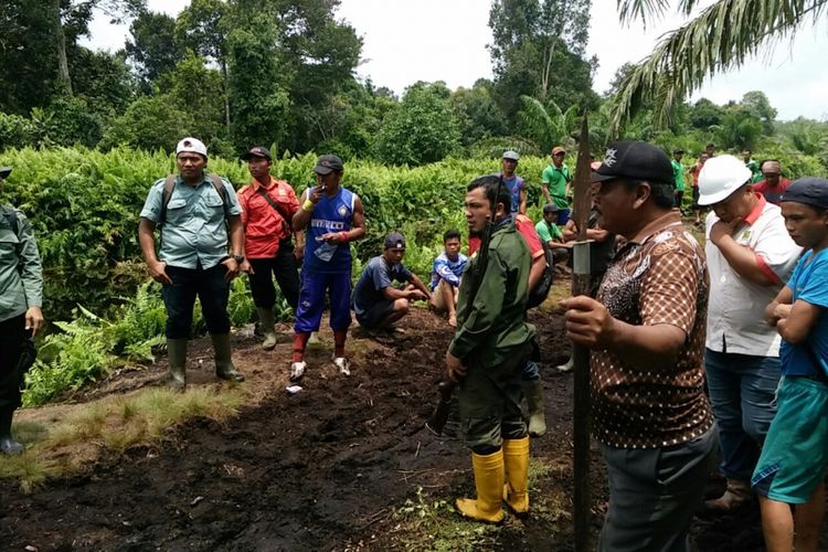 Petugas gabungan BBKSDA Riau mengevakuasi pekerja perkebunan sawit saat melihat harimau Bonita di Kabupaten Indragiri Hilir, Riau.