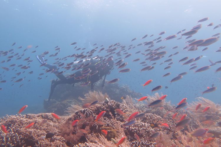 Salah satu spot diving di Tajung Waka, Desa Fatkayon, Kecamatan Sulabesi Timur, Pulau Sulabesi, Kepulauan Sula, Maluku Utara,