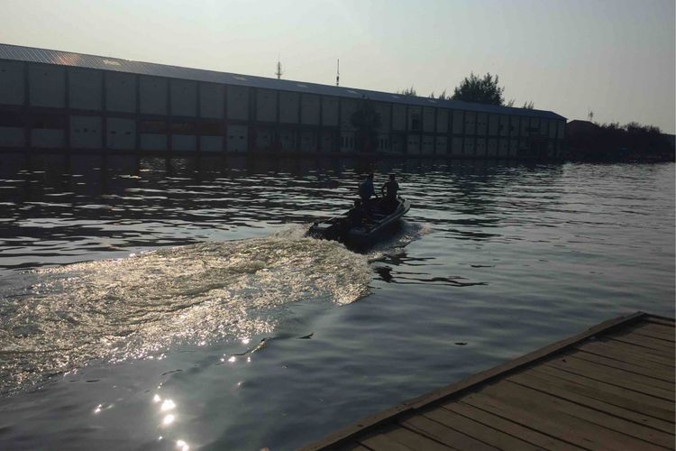 Penampakan buaya kembali terlihat di Dermaga Pondok Dayung, Pangkalan Utama TNI Angkatan Laut (AL), Tanjung Priok, Jakarta Utara, Sabtu (16/6/2018).