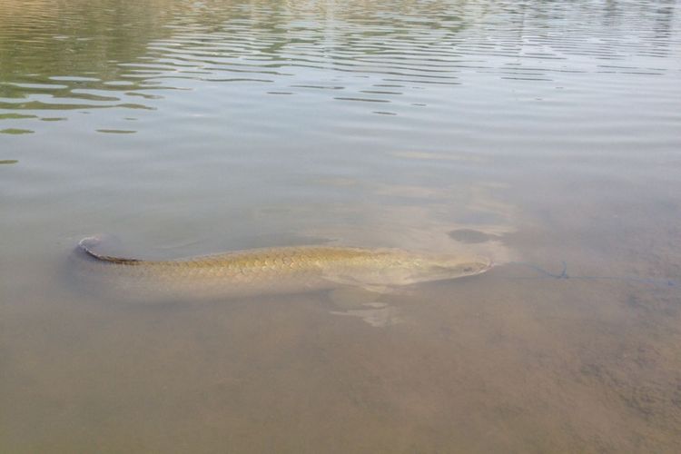 Ikan Araipama di Sungai Mlirip Mojokerto