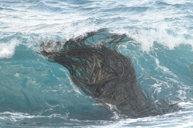 Kelp yang hanyut membawa tanaman dan mahluk lain di dalamnya