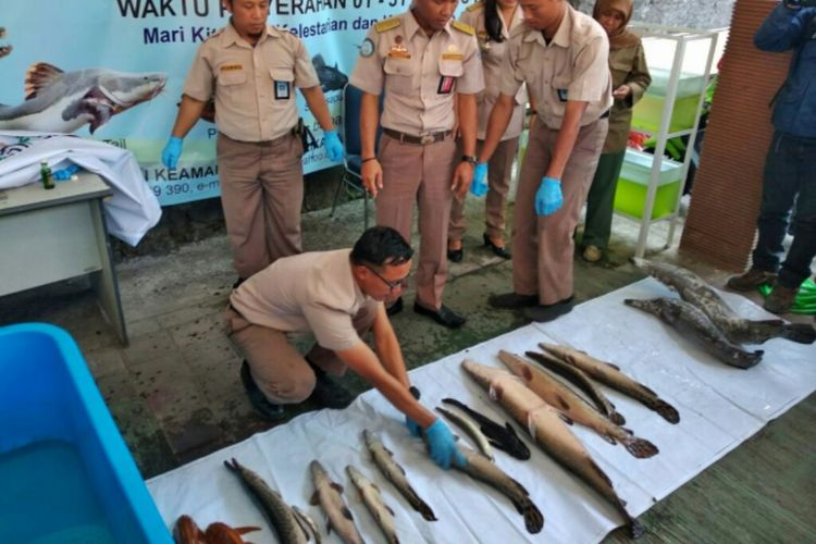 25 ikan berbahaya setelah dimusnahkan dengan menggunakan minyak cengkeh