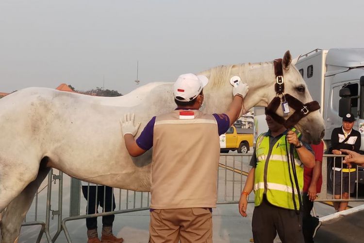 Kloter terakhir kuda Asian Games tiba di Jakarta