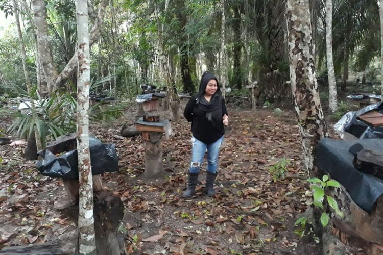 Seorang pengunjung berada di tengah koloni madu kelulut yang hendak dipanen di Desa Pangkal Beras, Bangka Barat.