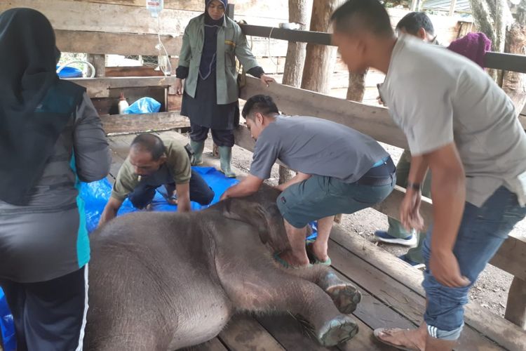Anak gajah sumateran beranama Amirah (15 bulan) mati di Pusat Latihan Gajah di Saree, Kabupaten Aceh Besar, Aceh, Senin (24/9/2018). Amirah mati karena komplikasi.