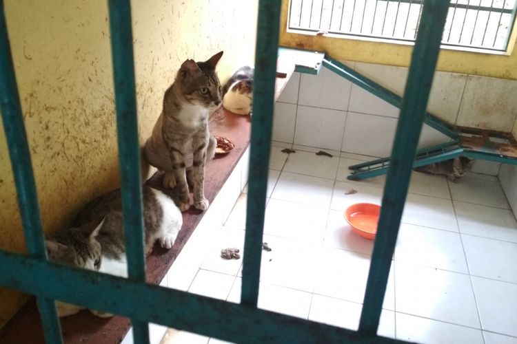 Kondisi Kandang Kucing Siap adopsi Puskeswan Ragunan, Jakarta Selatan Selasa (7/1/2019)