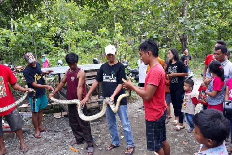 Pascaserangan ular, warga Desa Sidorejo, Ponjong, Gunungkidul, Yogyakarta, kembali menemukan ular berukuran besar lainnya 