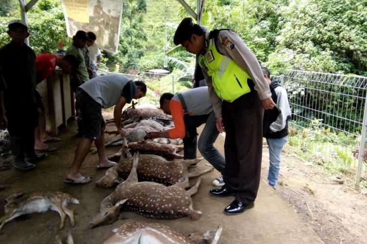 Sebanyak 12 ekor rusa tewas dengan luka gigit di lehernya di lokasi penangkaran Coban Jahe, Kecamatan Jabung, Kabupaten Malang, Minggu (20/1/2019)