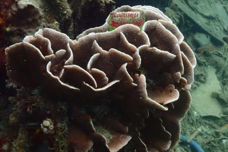 Bungkus plastik berada di tengah terumbu karang yang masih hidup dan berwarna cantik di dasar laut Kepulauan Seribu.