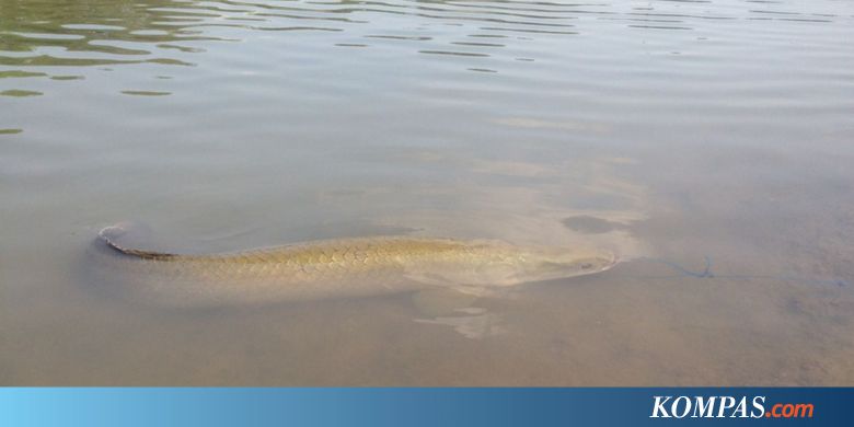 Ecoton: Ada yang Sengaja Lepas Ikan Arapaima ke Sungai Brantas