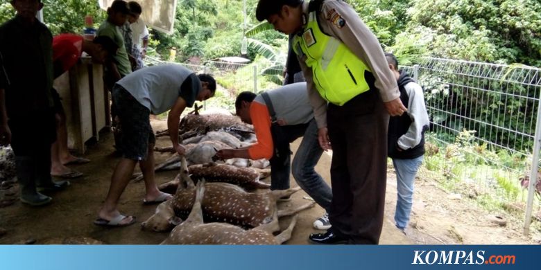 12 Ekor Rusa Tewas dengan Luka Gigit di Lehernya