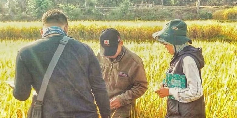 Pemandu lapangan dari Balai Besar Peramalan Organisme Pengganggu Tumbuhan (BBPOPT) sedang mengamati hama di lahan pertanian padi milik petani. 