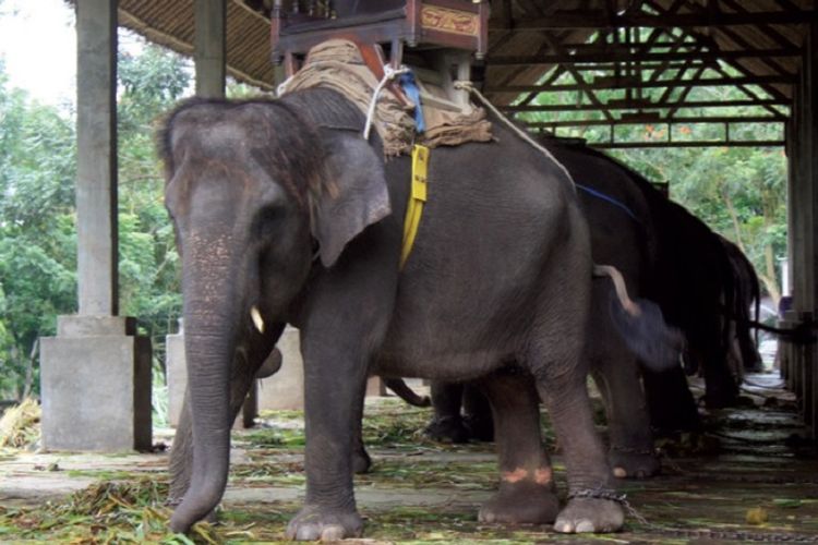 Gajah dikurung dengan rantai terlalu pendek