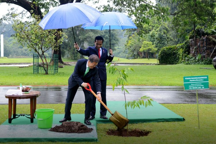 Presiden Joko Widodo memayungi Presiden Korsel Moon Jae-in saat keduanya menanam pohon di Istana Bogor, Jawa Barat, Kamis (9/11/2017).
