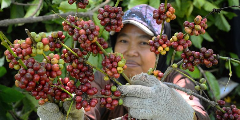 Petani memanen kopi di area lereng Gunung Muria, Dawe, Kudus, Jawa Tengah, Senin (31/7). Kopi Muria khas Kudus jenis Robusta yang tersebar di atas 452 hektar lahan di lereng gunung Muria tersebut memulai panen raya. Kopi Muria dijual dengan harga Rp6.000 per kg untuk kopi basah dan Rp24.000 per kg untuk kopi kering. ANTARA FOTO/Yusuf Nugroho/kye/17.