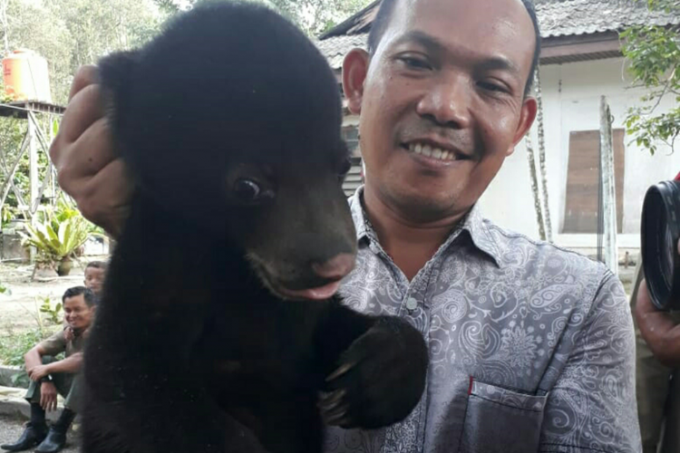 Seekor anak beruang saat berada diberikan perawatan oleh petugas BBKSDA Riau, Rabu (10/10/2018). 