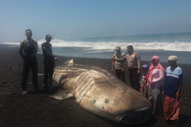 Hiu paus tutul ditemukan terdampar di pantai Lumajang. 