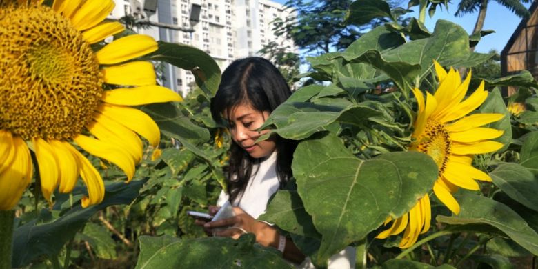 Saat Ini Waktu Terbaik Kunjungi Kebun Bunga Matahari