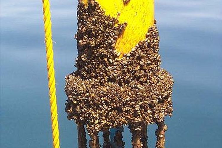 Ilustrasi biofouling oleh kerang