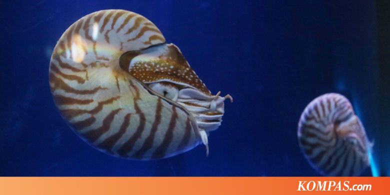 6 Hewan  Laut  Unik nan Langka  di Jakarta Aquarium Kompas com