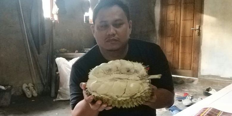 Pegiat Pangan Lokal Lebak, Wandi S Assayid menunjukkan jenis durian jumbo Bungbulang, Jumat (11/1/2019). Jenis Bungbulang merupakan durian unggul yang bisa mencapai bobot 12 kilogram.