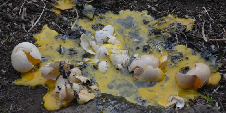 Sejumlah telur ayam yang sudah diinjak kaum perempuan yang menikah dengan lelaki Suku Saghe sebelum masuk Mbaru Gendang atau rumah adat Suku Saghe sebagai tanda sah sebagai anggota Suku Saghe, Jumat (2/11/2018).