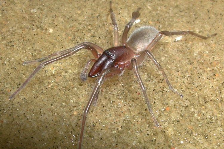 Spesies laba-laba baru ini ditemukan di pantai Queensland, Australia bagian timur. Namanya terinspirasi dari musisi Bob Marley.