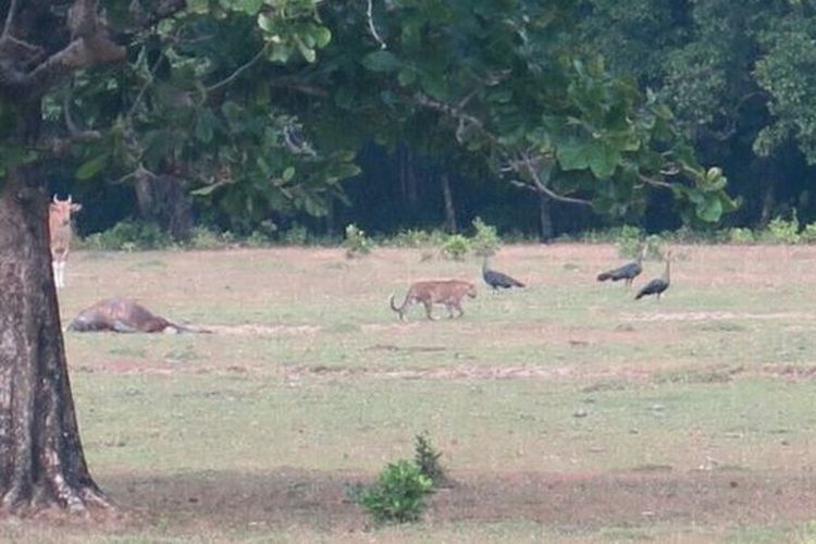 Satwa yang diduga Harimau Jawa terekam kamera jebakan di Taman Nasional Ujung Kulon, Pandeglang, Banten. Sudah sejak 1989, hewan tersebut dinyatakan punah.