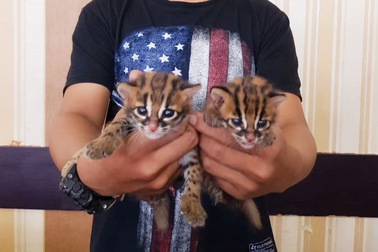 Dua ekor anak kucing hutan yang diamankan Polda Kalbar, Rabu (19/6/2019)