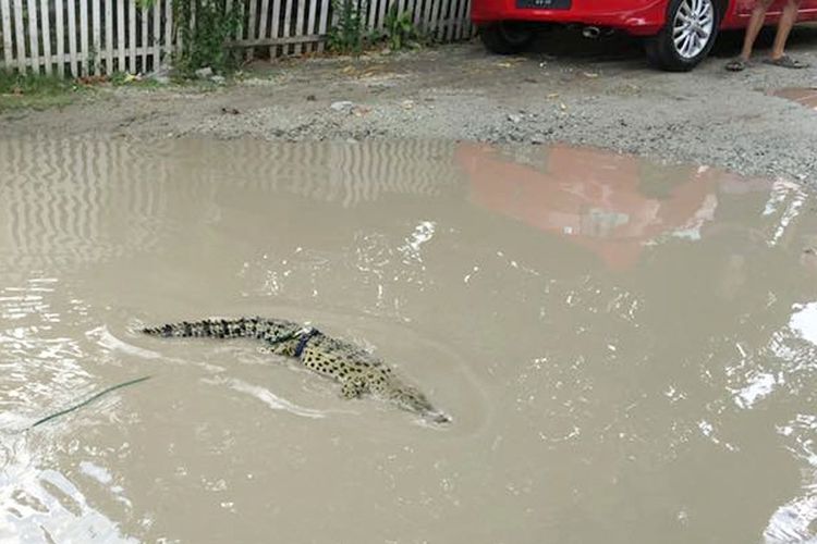 Buaya peliharaan Romi Pakaya yang dilepas di genangan air di jalan Sulawesi, Kota Tengah, kota Gorontalo