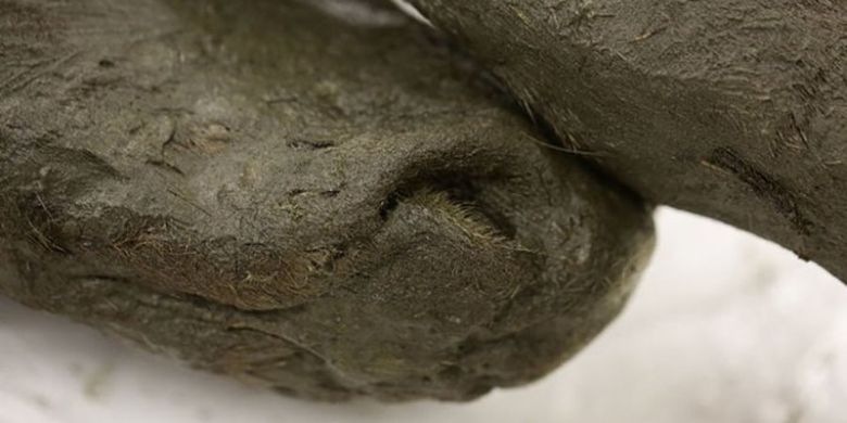 Hidung bayi kuda prasejarah yang terawetkan di Siberia