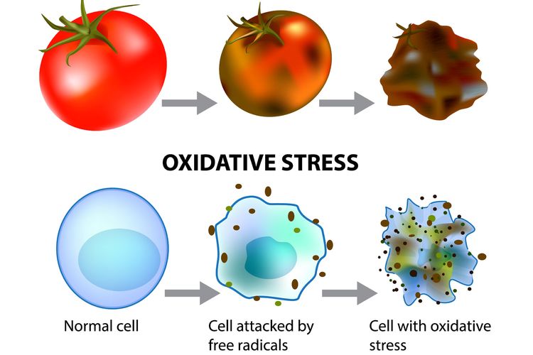 Ilustrasi stres oksidasi
