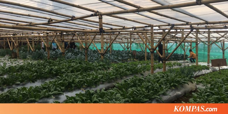 Mau ke Kebun Organik di Lembang? Ini Tipsnya&hellip;