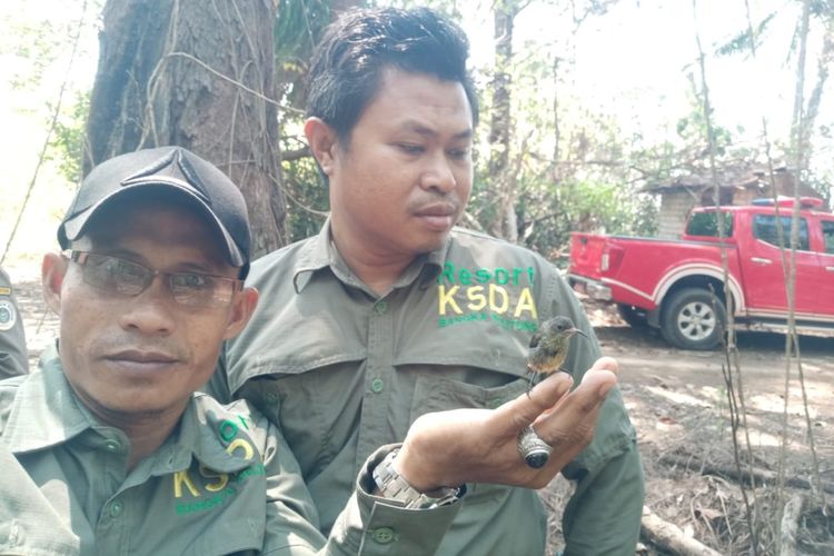 Burung Kolibri saat dilepasliarkan di hutan lindung Mapur, Desa Deniang, Bangka, akhir pekan lalu.