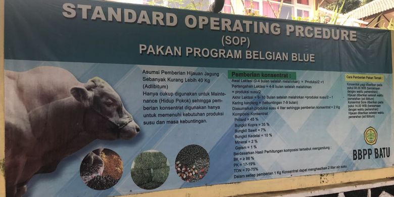 Rincian Standar Operasional pakan Program Belgian Blue.