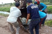 Habitat Terganggu, Penyebab Buaya Mangsa Manusia di Banyuasin