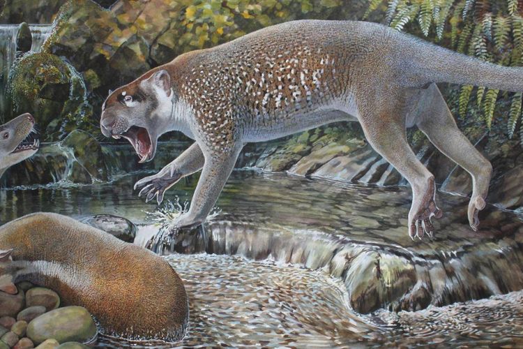 Sebuah lukisan dari singa marsupial Wakaleo schouteni yang namanya diambil dari nama ilustrator ternama Peter Schouten.