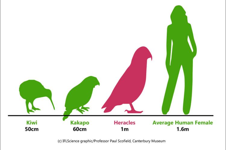 Perbandingan ukuran burung purba dengan manusia dewasa. 